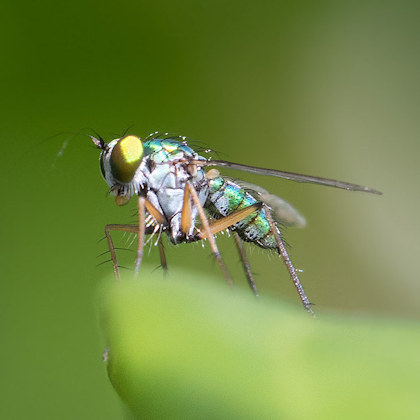 Long-legged Fly (Chrysosoma leucopogon) (Chrysosoma leucopogon)